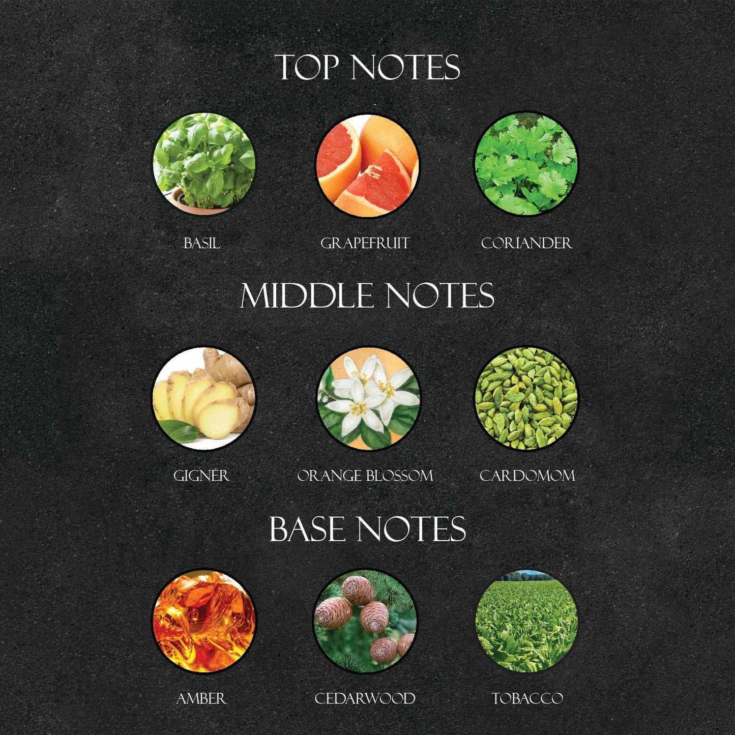 D*G The One Perfume - Super X Perfume